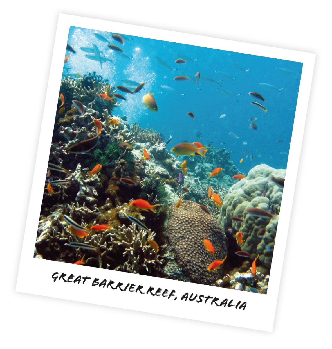 Australia, Big Broadhurst Reef, Great Barrier Reef, Ph Richard Ling